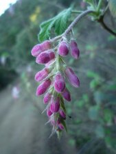 Ribes malvaceum Bud
